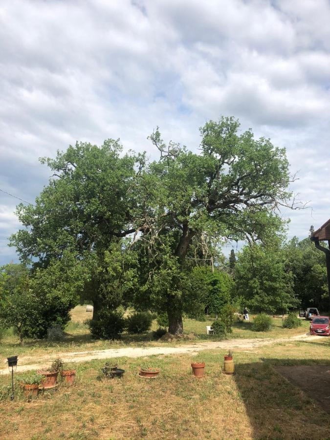 Villa Casa Indipendente In Paese Con Giardino Saturnia Exterior foto